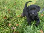 Kruising boxer retriever puppy, Dieren en Toebehoren, Honden | Bulldogs, Pinschers en Molossers, Rabiës (hondsdolheid), 8 tot 15 weken