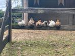 Lieve haan/ haantjes zoeken fijn huis, Zijdehoen x Wyandotte, Dieren en Toebehoren, Pluimvee, Mannelijk, Kip