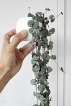 String of hearts stekjes / bundel, Huis en Inrichting, Kamerplanten, Ophalen of Verzenden, Halfschaduw, Minder dan 100 cm