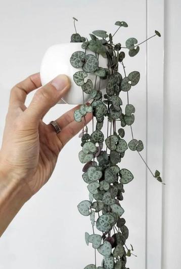 String of hearts stekjes beschikbaar voor biedingen