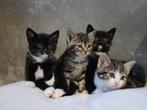Lieve kittens te koop, Dieren en Toebehoren, Katten en Kittens | Overige Katten, Meerdere dieren
