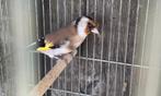 Koppel majoorputters, Dieren en Toebehoren, Vogels | Overige Vogels, Meerdere dieren