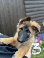 Tervuerense herdershond, 8 tot 15 weken, Meerdere, Meerdere dieren, Herder