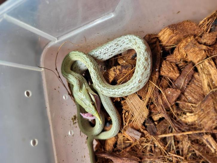 Gonyosoma boulengeri