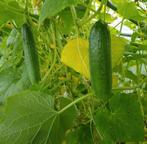 STEK KOMKOMMER Tatlı Biber Fidan Moestuin Volkstuin Tuin, Volle zon, Groenteplanten, Eenjarig, Ophalen of Verzenden