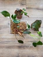 Kamerplanten pakket 5eu, Ophalen of Verzenden, Halfschaduw, Minder dan 100 cm