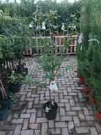Mispel Westerveld in pot, Overige soorten, Lente, 100 tot 250 cm, Ophalen