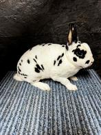 Voedster dwerg rex dalmatiër, Dieren en Toebehoren, Vrouwelijk, Dwerg, 0 tot 2 jaar