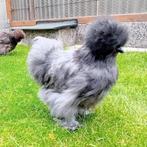 USA ZIJDEHOEN HENNETJES  BLAUWE MORHKOPFE & ZWARTE & BLAUWE, Dieren en Toebehoren, Pluimvee, Vrouwelijk, Kip