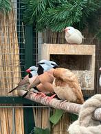 Gordelgrasvink Wildkleur split Ino-creme, Dieren en Toebehoren, Vogels | Overige Vogels, Meerdere dieren, Tropenvogel