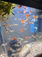 Guppy's te koop wij hebben er teveel. 5 voor 2.50 euro, Dieren en Toebehoren, Vissen | Aquariumvissen, Vis