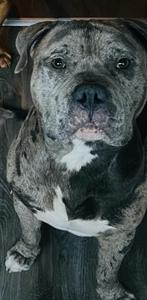 Bully dekreu merle, Parvo, Reu, Eén hond, 3 tot 5 jaar