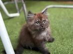 Twee pluizebollen, Dieren en Toebehoren, Katten en Kittens | Raskatten | Langhaar, Kater, Gechipt, 0 tot 2 jaar