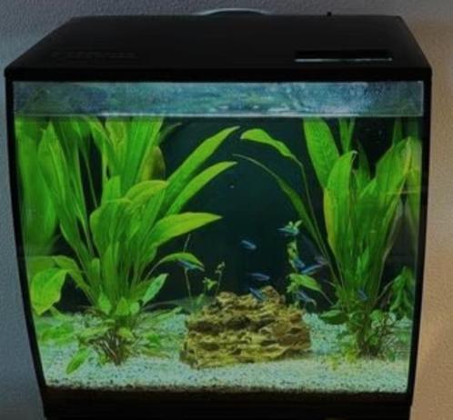 aquariums, Dieren en Toebehoren, Vissen | Aquaria en Toebehoren, Zo goed als nieuw, Gevuld zoetwateraquarium, Ophalen