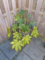 Japanse vingerplant in pot, incl pot., Tuin en Terras, Planten | Tuinplanten, Vaste plant, Halfschaduw, Herfst, Ophalen