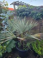 Brahea armata palmboom, 100 tot 250 cm, Zomer, Palmboom, Ophalen