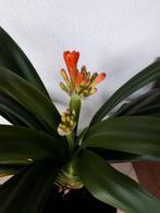 Kamerplant Clivia, Ophalen, Overige soorten, Halfschaduw, In pot
