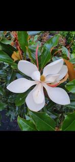 Magnolia grandiflora Kay Parris / wintergroen ‼️, 250 tot 400 cm, Zomer, Ophalen, Volle zon