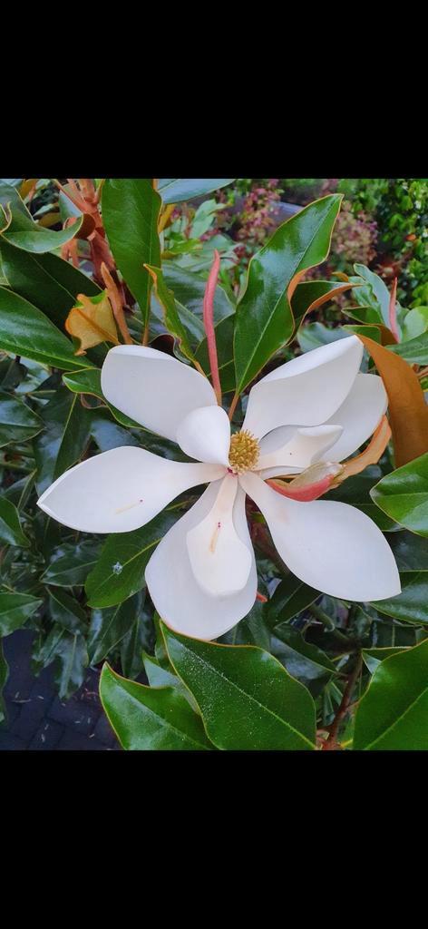 Magnolia grandiflora Kay Parris / wintergroen ‼️, Tuin en Terras, Planten | Bomen, Bolboom, 250 tot 400 cm, Volle zon, Zomer, In pot