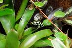 Dendrobates auratus Costa Rica 3 stuks, Dieren en Toebehoren, Reptielen en Amfibieën, 3 tot 6 jaar, Amfibie