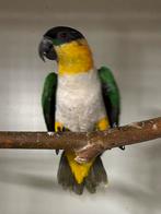 Zwartkop Caique pallida, Dieren en Toebehoren, Vogels | Parkieten en Papegaaien, Vrouwelijk, Papegaai, Geringd