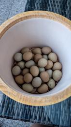 Verse broedeieren van Chinese dwergkwartels, Dieren en Toebehoren, Vogels | Overige Vogels, Geslacht onbekend