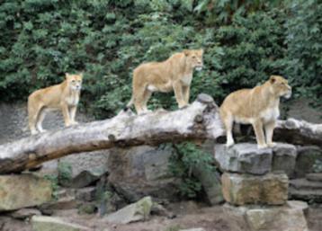 4x ticket voor Artis beschikbaar voor biedingen