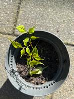 Ruilen: Campsis / Trompetklimmer - Rood, Ophalen, Volle zon, Vaste plant, Klimplanten