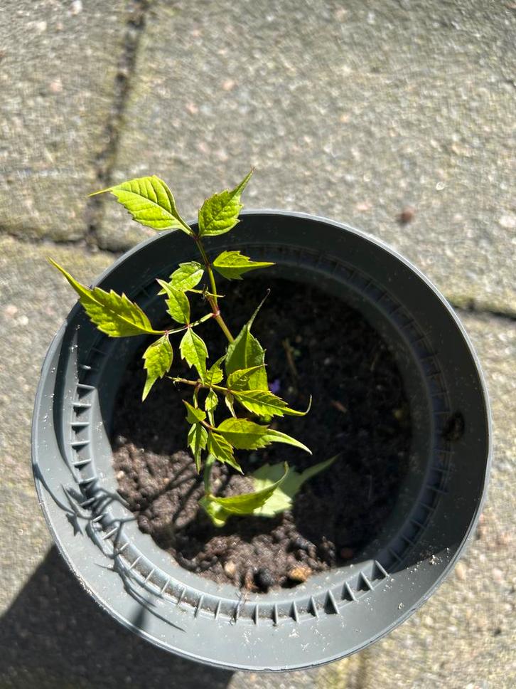 Ruilen: Campsis / Trompetklimmer - Rood, Tuin en Terras, Planten | Tuinplanten, Vaste plant, Klimplanten, Volle zon, Zomer, Ophalen