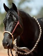 Bitloos: bosal of sidepull, genoeg keuze bij Cowgirl Store, Dieren en Toebehoren, Paarden en Pony's | Hoofdstellen en Tuigage