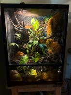Vivarium/ Paludarium, Ophalen, Plant(en), Steen of Hout