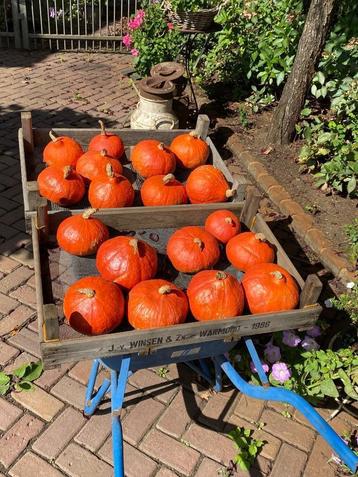 Pompoenen biologisch geteeld beschikbaar voor biedingen