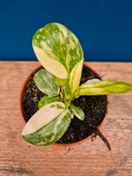 Philodendron Green Congo Variegata p8 (5)