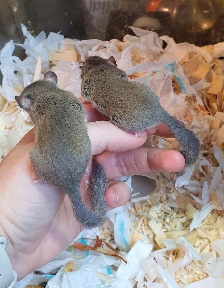 Afrikaanse dwergrelmuis - Graphiurus murinus, Dieren en Toebehoren, Knaagdieren, Meerdere dieren, Juni, Tam