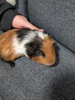 Te koop driekleur cavia beertje, Dieren en Toebehoren, Knaagdieren, Oktober, Mannelijk, Cavia