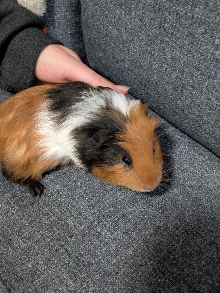Te koop driekleur cavia beertje, Dieren en Toebehoren, Knaagdieren, Mannelijk, Cavia, Oktober