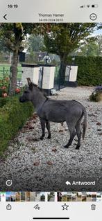 Mini Ezel Dekhengstje te huur, Dieren en Toebehoren, Overige Dieren, April, Mannelijk