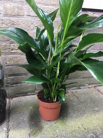 Spathiphyllum. Lepelplant.  beschikbaar voor biedingen