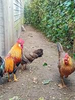 Broedeieren Leghorn patrijs groot, Dieren en Toebehoren, Overige typen, Ophalen of Verzenden