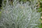 Kerrieplant (Helichrysum italicum 'Tall Curry'), Kruiden, Vaste plant, Ophalen of Verzenden