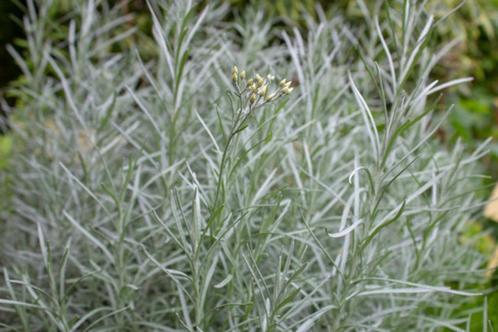 Kerrieplant (Helichrysum italicum 'Tall Curry'), Tuin en Terras, Planten | Tuinplanten, Vaste plant, Kruiden, Ophalen of Verzenden