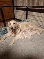 Golden retriever, Golden retriever, België, Fokker | Hobbymatig, Rabiës (hondsdolheid)