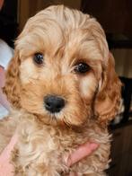 Mooi Cockapoo doodle pups, Dieren en Toebehoren, Honden | Niet-rashonden, 8 tot 15 weken, Meerdere, Meerdere dieren, Nederland