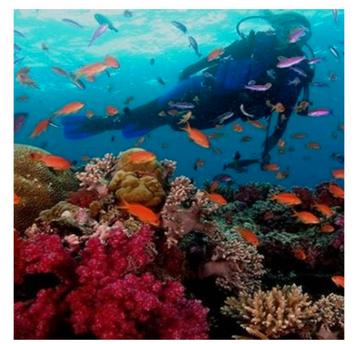 Duik of snorkelvakantie Hurghada in Egypte incl.verblijf beschikbaar voor biedingen
