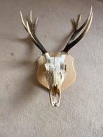 Herten Gewei, Antiek en Kunst, Ophalen of Verzenden