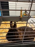 Lieve konijn, Dieren en Toebehoren, Vrouwelijk, Middelgroot, Hangoor, 0 tot 2 jaar