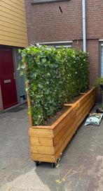Plantenbakken op maat gemaakt met kant en klaar hedera, Ophalen of Verzenden, Nieuw, Rechthoekig, Hout