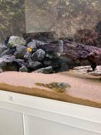 Cichliden bestand, Dieren en Toebehoren, Vissen | Aquariumvissen, Vis