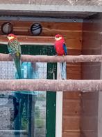 Te koop een mooie ovj Stanley rossella man, Dieren en Toebehoren, Vogels | Parkieten en Papegaaien, Mannelijk, Parkiet, Geringd