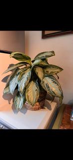 Planten (echt), Huis en Inrichting, Kamerplanten, Ophalen, Halfschaduw, Minder dan 100 cm
